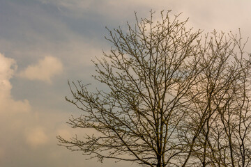 Fototapeta na wymiar Tree with dry branches against the sky and clouds at Meolo Town, Veneto, Italy