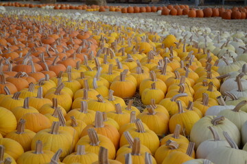 rows of colorful autumn pumpkins in a field