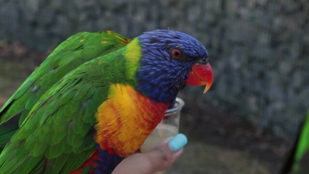 two multicolored parrots close-up. parrots resting on a woman's arm. a drinking parrot. rainbow lorikeet parrot