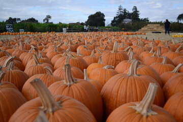 rows of orange pumpkins in a field