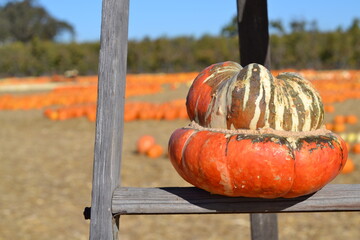 pumpkin on a ladder