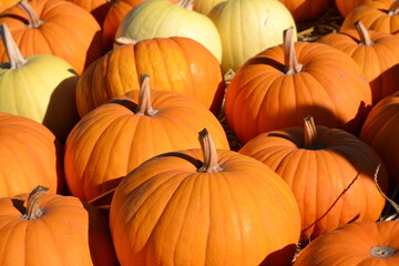 pile of colorful pumpkins at pumpkin farm