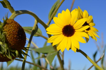 sunflower on blue sky background