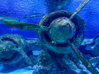 an old, wrecked plane sank underwater due to the crash. the propeller plane was overgrown with moss and corroded. old war plane