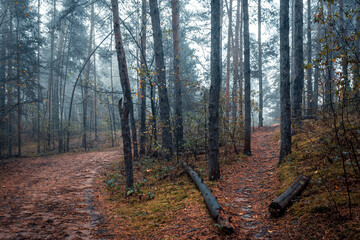 Beautiful forest on a foggy autumn morning. Footpath in the dark, fairy, autumn, mysterious forest, among high trees with leaves.