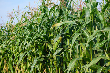 View of a cornfield with blue sky