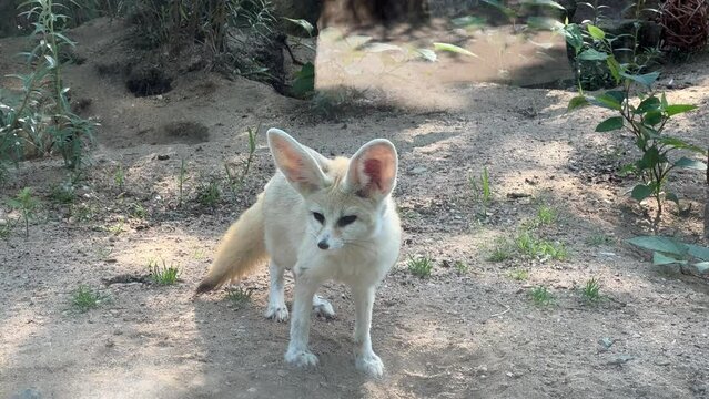 Fennec fox. Small animal with big ears. Relaxing stock video footage. 4K.