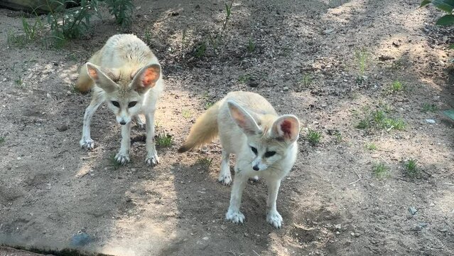 Fennec fox. Small animal with big ears. Relaxing stock video footage. 4K.