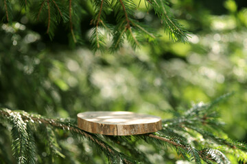 A round carved slab of wood lies on the branches of spruce, pine, a stand for an object, a podium...