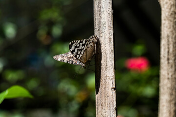 butterfly on a tree