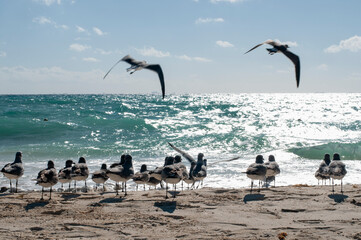 A group of Seagulls rests on a tropical beach, and in the background, fishing boats are moored. Out of focus.