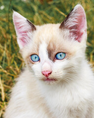 Naklejka na ściany i meble blue-eyed kitten