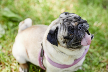 High angle portrait of cute pug dog sitting on green grass in park and looking up, copy space