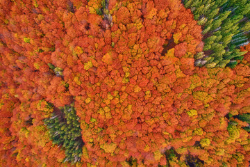 Aerial drone view over autumn forest. Colorful trees in the wood. Autumn forest aerial drone view. Autumn background, aerial drone view of beautiful forest landscape with autumn trees from above.