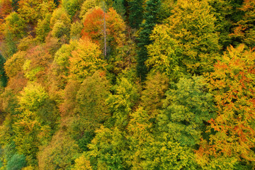 Obraz premium Aerial drone view over autumn forest. Colorful trees in the wood. Autumn forest aerial drone view. Autumn background, aerial drone view of beautiful forest landscape with autumn trees from above.