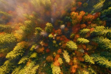 Autumn forest on the mountain in the fog.