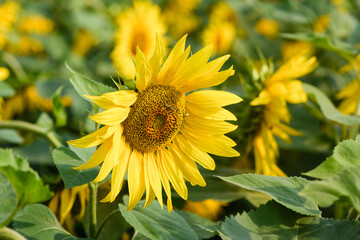 Blooming sunflower against background of a field of sunflowers on a sunny day.
