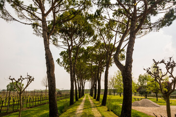 Obraz premium Path between two rows of trees at Meolo Town, Veneto, Italy