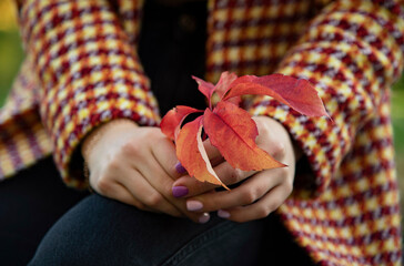 hands of the child with red leaves