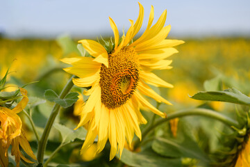 Blooming sunflower against background of a field of sunflowers on a sunny day.