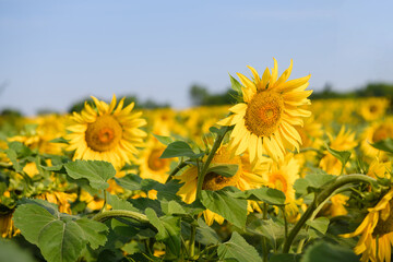 Fototapeta premium Field of blooming yellow sunflowers in Ukraine.