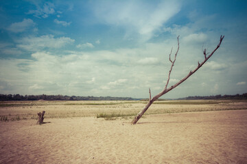Single dead tree in the middle of a beach at a bank of the river Vistula, near Warsaw, Poland