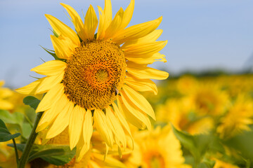 Sunflower with a bee pollinating a sunflower against a field on a sunny day.