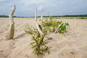 Pieces of tree trunk sticking out of sand at a bank of the River Vistula (Wisla), Poland