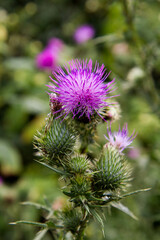 The Common thistle in a meadow in late summer