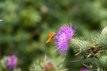 Skipper butterfly on a thistle flower