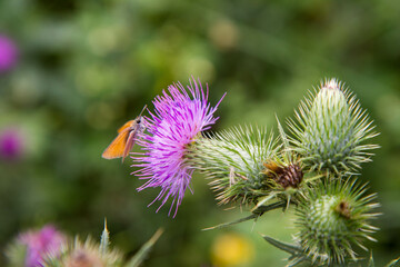 Skipper butterfly on a thistle flower