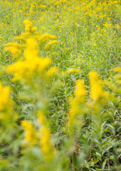 Obraz premium Solidago (goldenrods) plant starting to bloom in a meadow