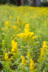 Obraz premium Solidago (goldenrods) plant starting to bloom in a meadow