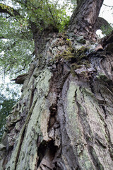 Tree seen upwards , bark visible