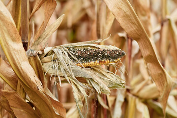 Dried sick rotten corncob with black maize kernel in agricultural field