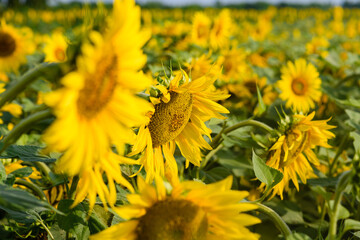 Field of blooming yellow sunflowers in Ukraine.