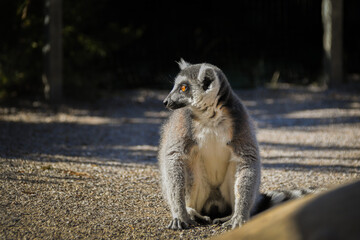 Lemur Kata is eating some grass whitch he found on the floor.