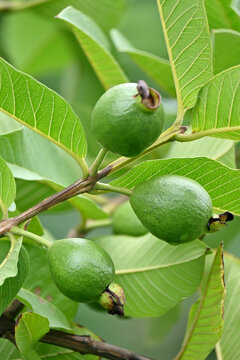 closeup the bunch ripe green guava fruit growing with leaves and branch in the farm soft focus natural green brown background.