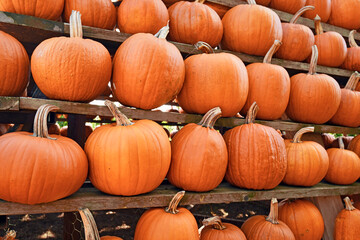 Many large Halloween 'Ghostride' pumpkins on shelves