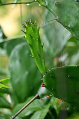 closeup the green ripe cactus plant in the forest soft focus natural green brown background.