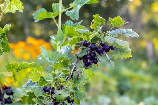 yoshta branch with ripe berries