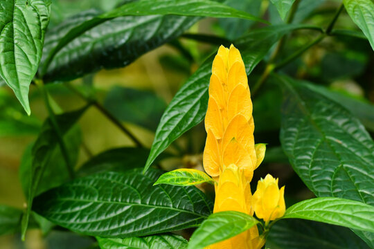 Yellow flower with overlapping bracts of tropical Golden shrimp plant. Botanic name 'Pachystachys Lutea'