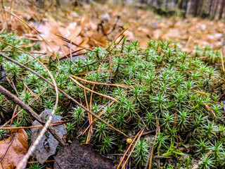 green moss on the ground