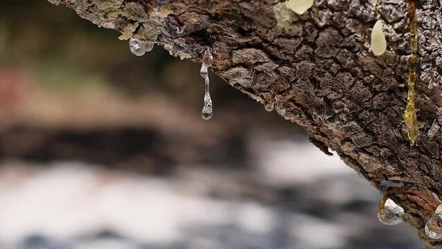 Big mastic drops ooze in tears out of the branch of a mastic tree. Selective focus on resin mastic is waving in the wind, brightens and twinkles in sunlight. Beautiful bokeh background. Chios, Greece.