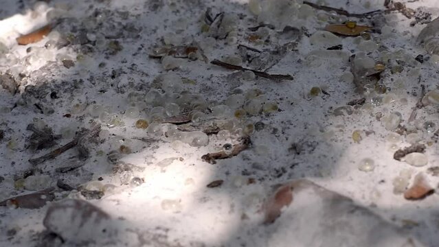 Placer of mastic drops brighten and twinkle in the sunlight on the ground. Shadows on the ground from the foliage of the mastic tree waving in the wind. Selective focus. Close up. Chios, Greece.