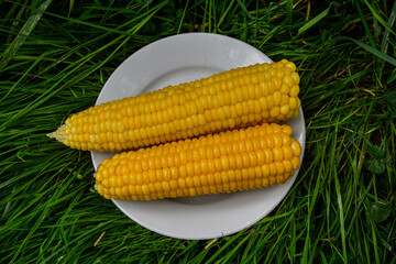 Sweet boiled corn with salt sugar and butter lying.