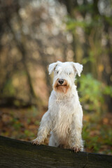 Schnauzer is sitting in the forest. It is autumn portret.