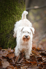 Schnauzer is standing in the forest. It is autumn portret.