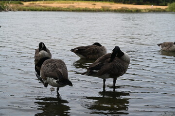 geese on the lake