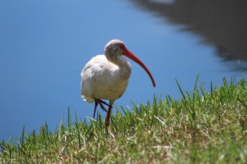 A look at an American White Ibis 